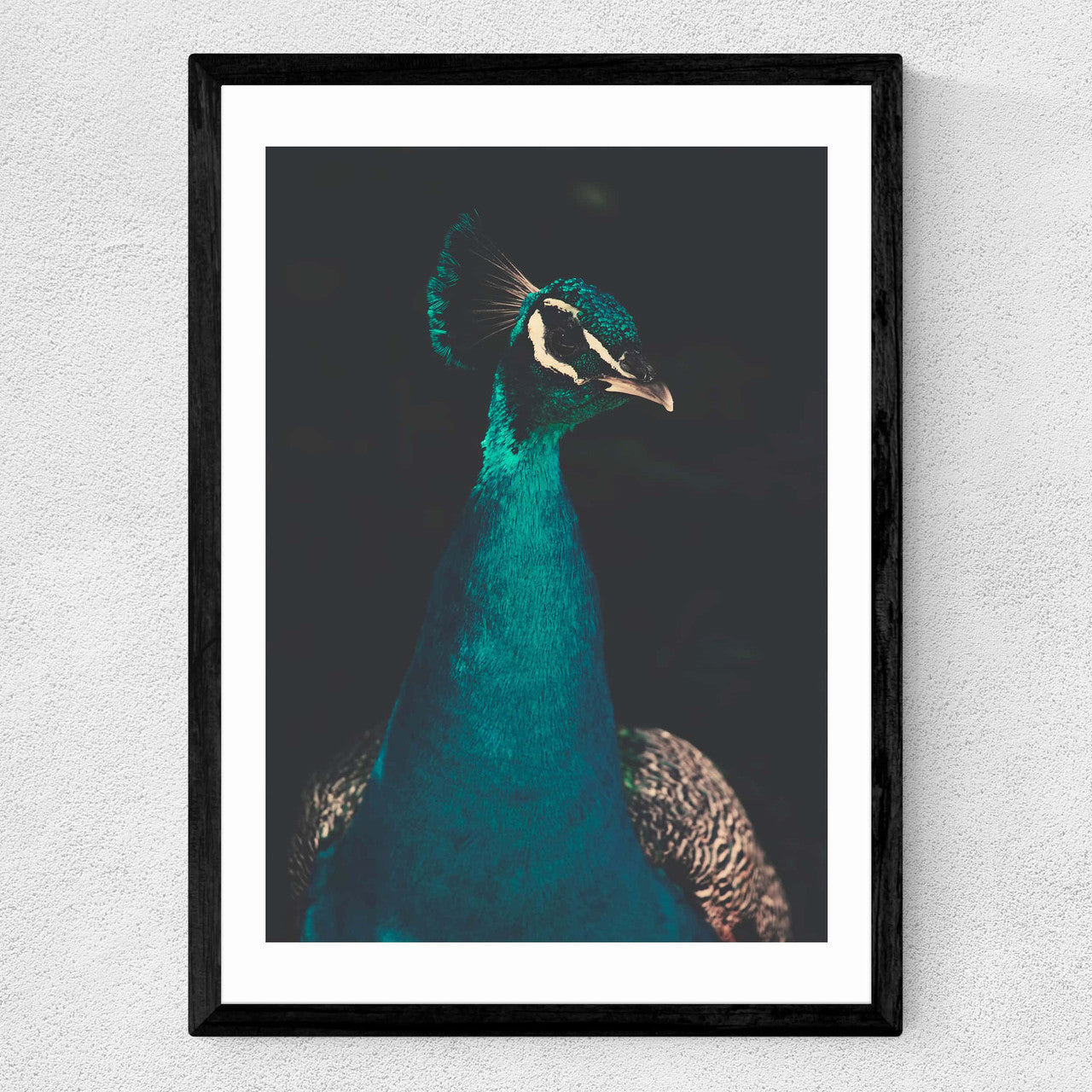 Peacock and Proud - INSIDE HOUSE