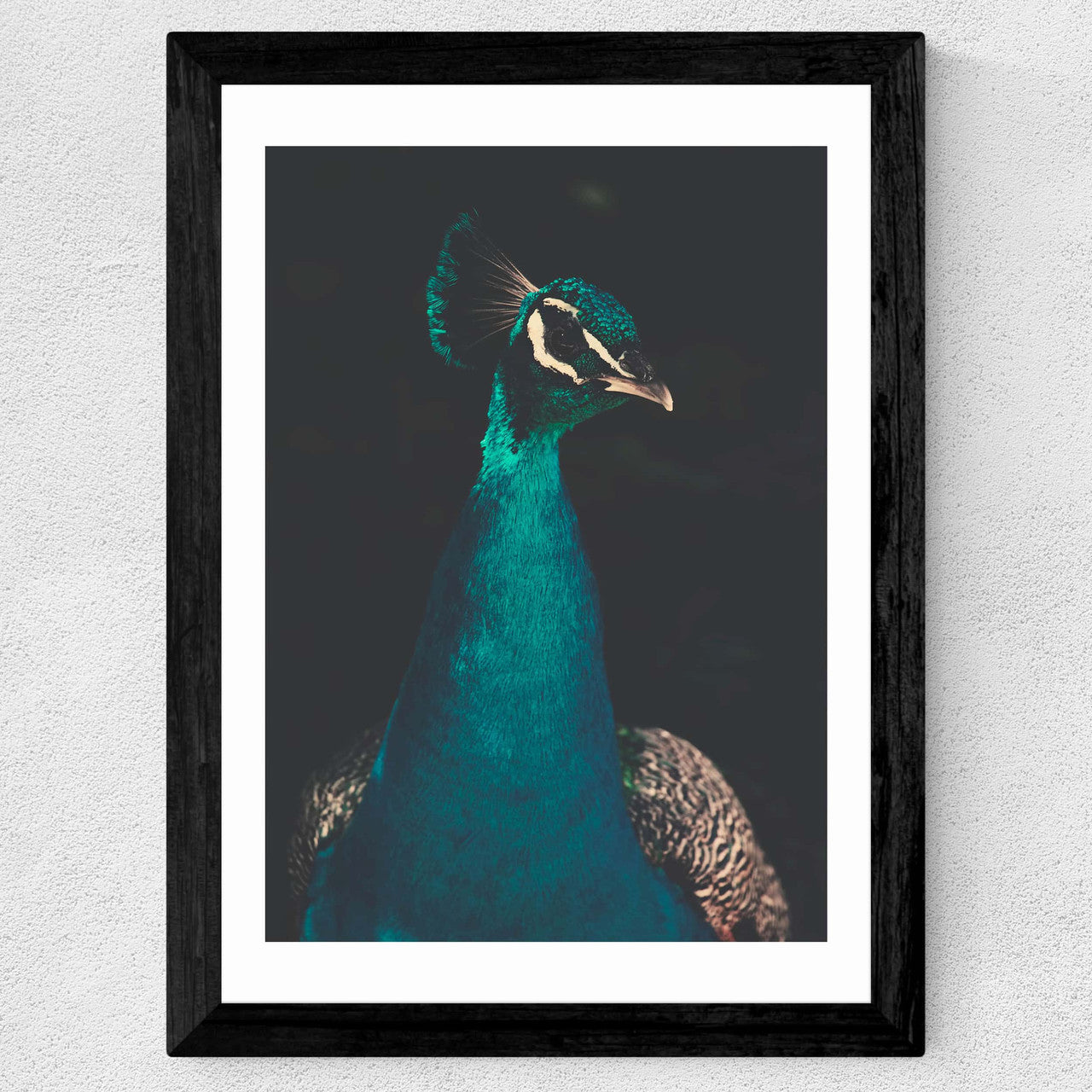 Peacock and Proud - INSIDE HOUSE