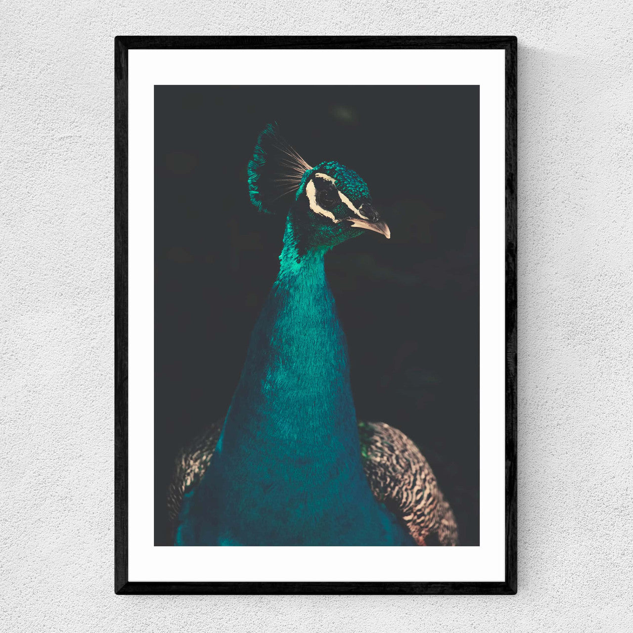 Peacock and Proud - INSIDE HOUSE