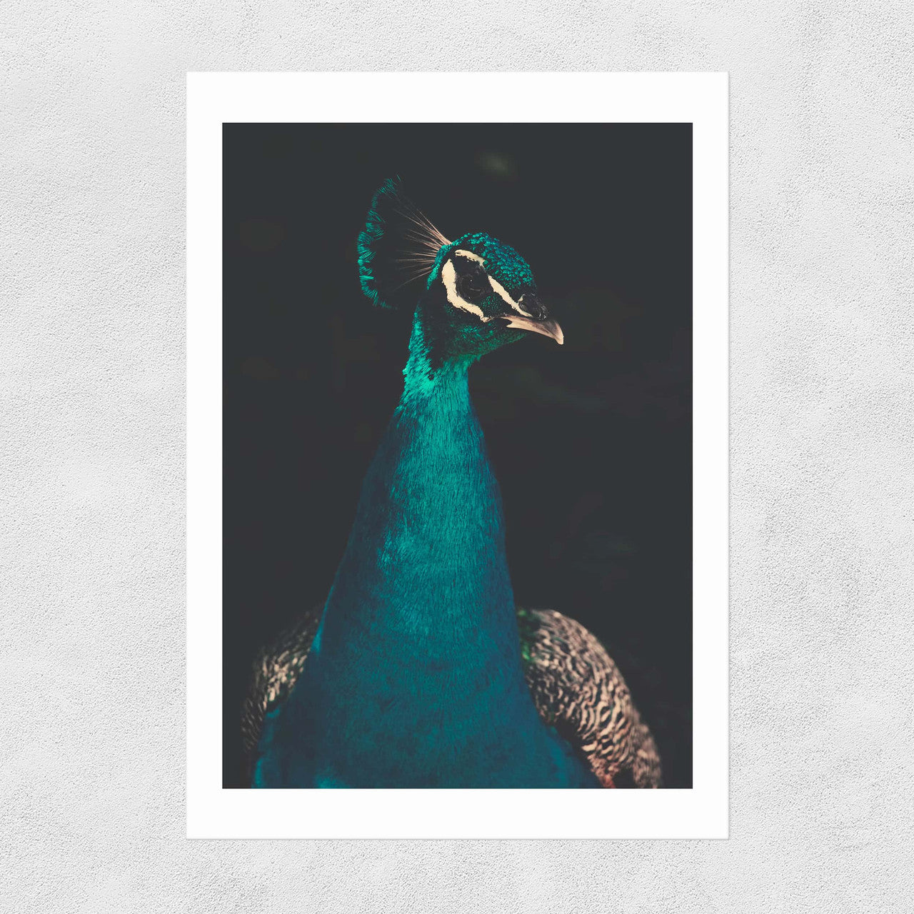 Peacock and Proud - INSIDE HOUSE