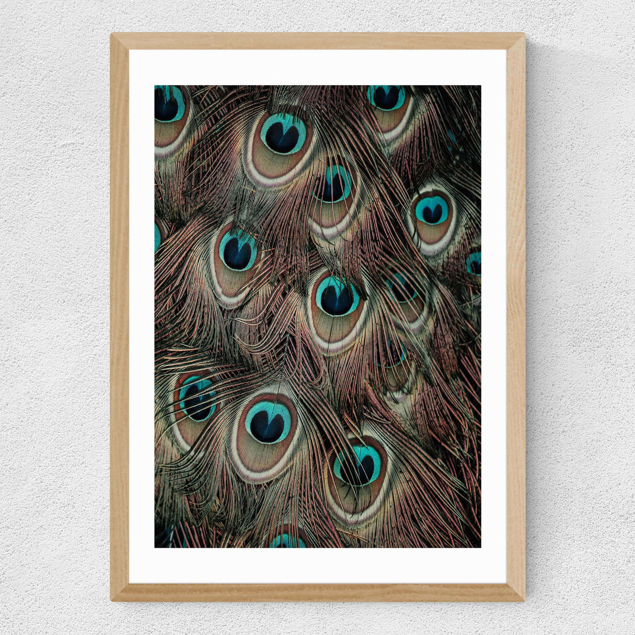 Peacock Feathers - INSIDE HOUSE