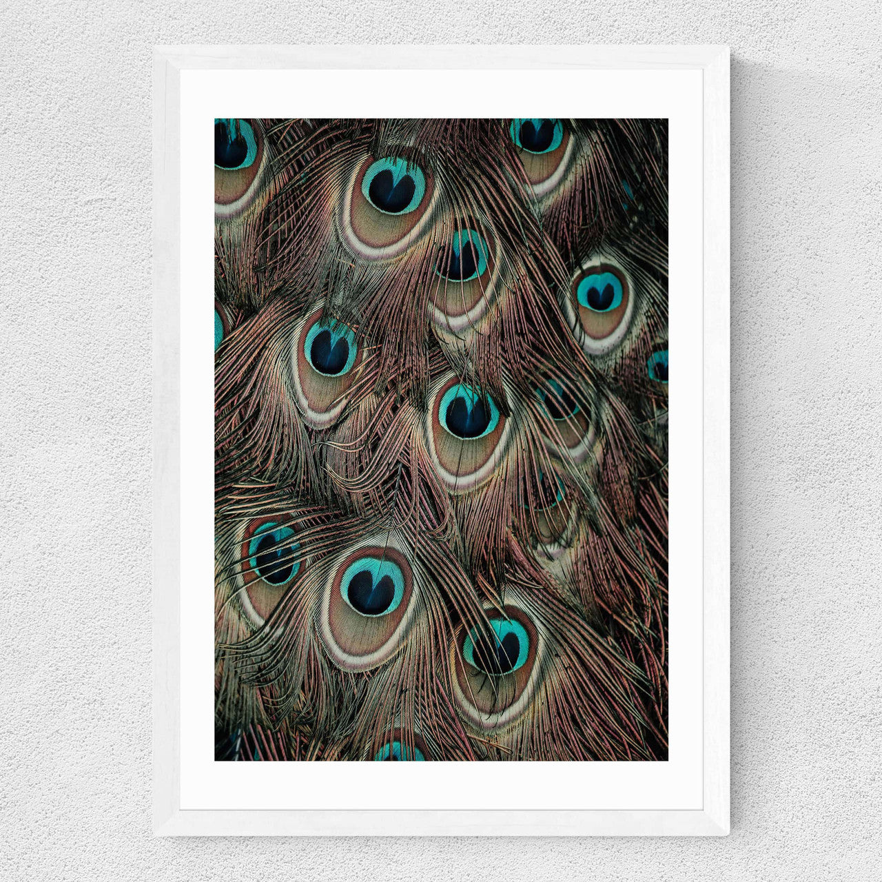 Peacock Feathers - INSIDE HOUSE