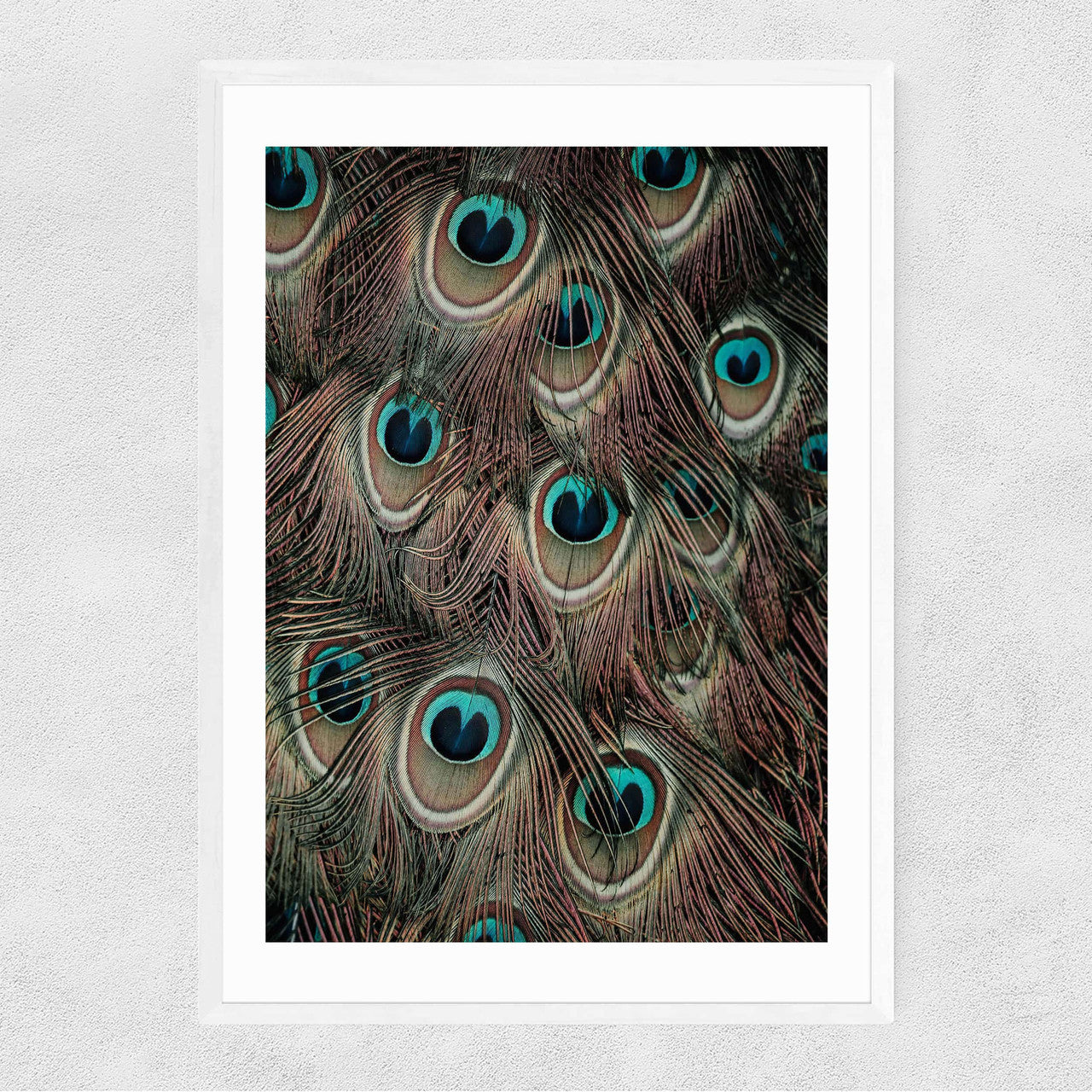 Peacock Feathers - INSIDE HOUSE