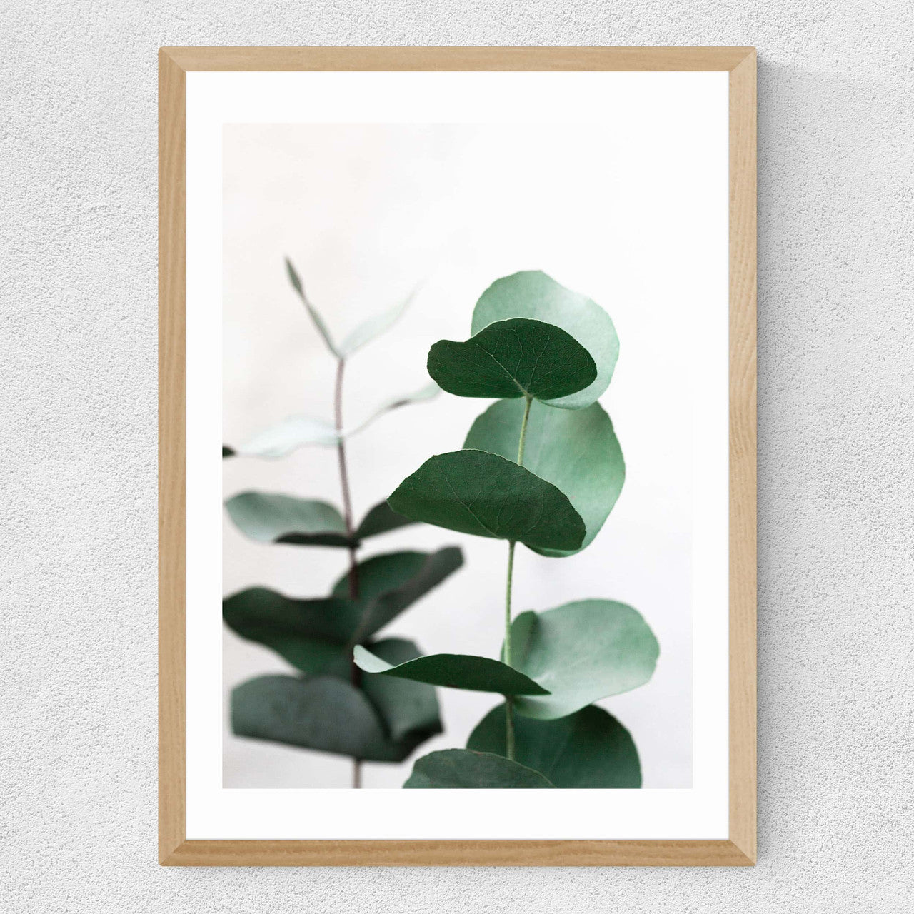 Eucalyptus 5