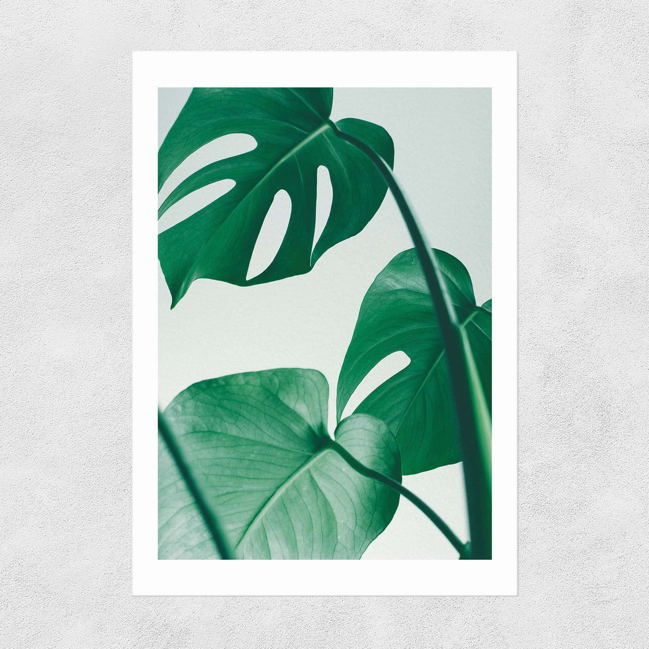 Monstera by Rafael Farias - INSIDE HOUSE