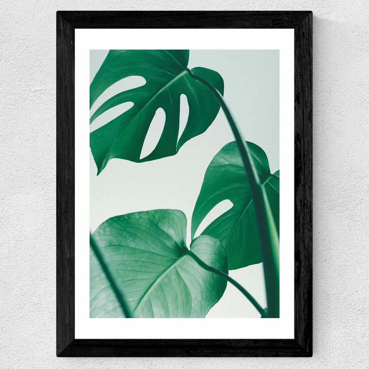 Monstera by Rafael Farias - INSIDE HOUSE