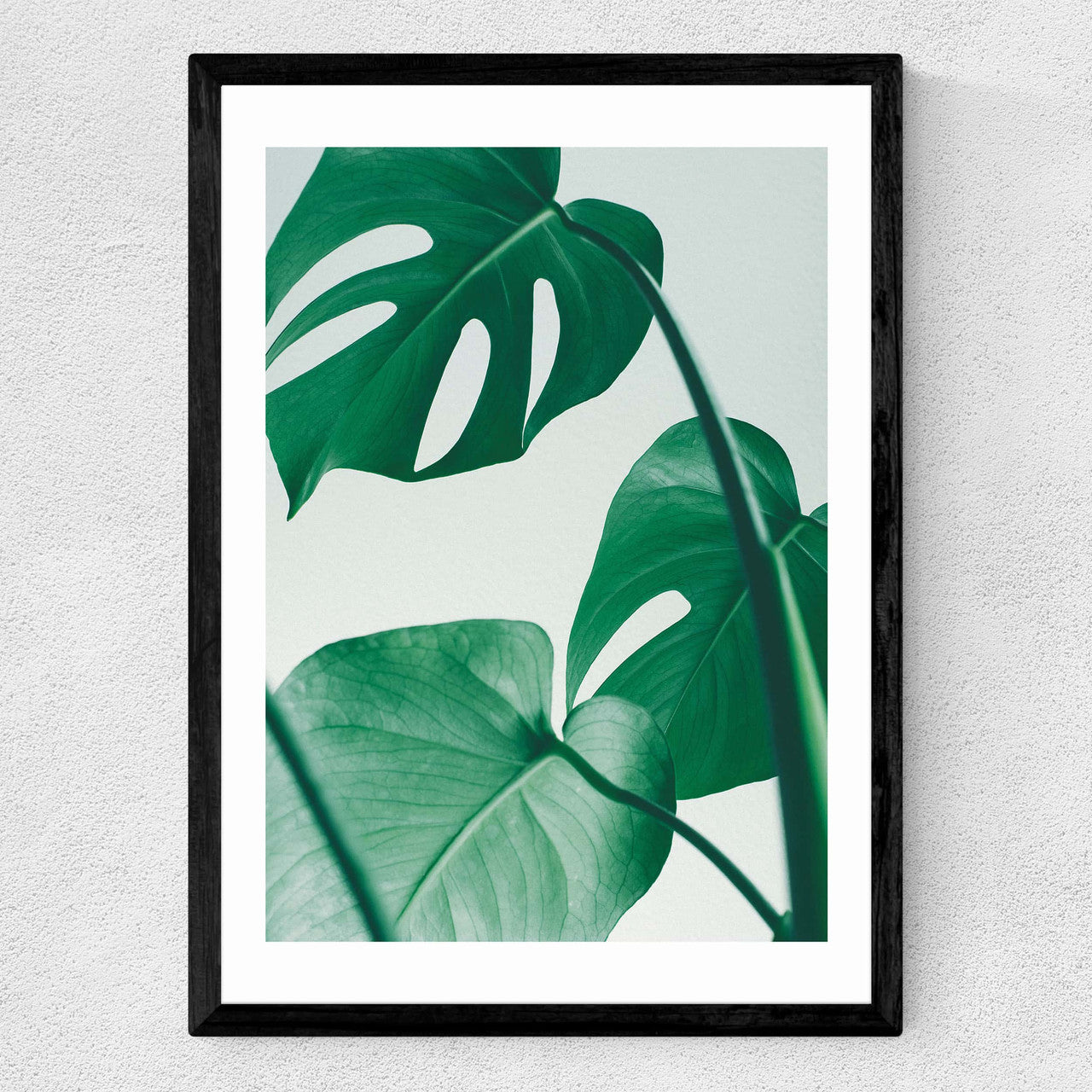 Monstera by Rafael Farias - INSIDE HOUSE