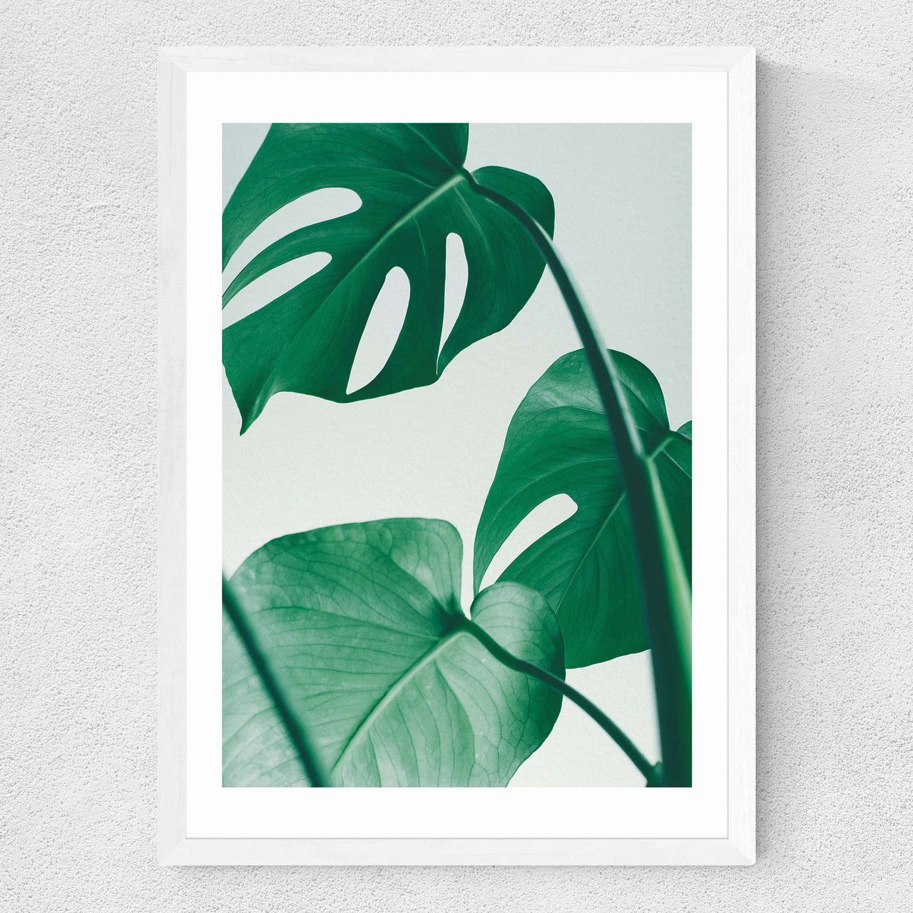 Monstera by Rafael Farias - INSIDE HOUSE