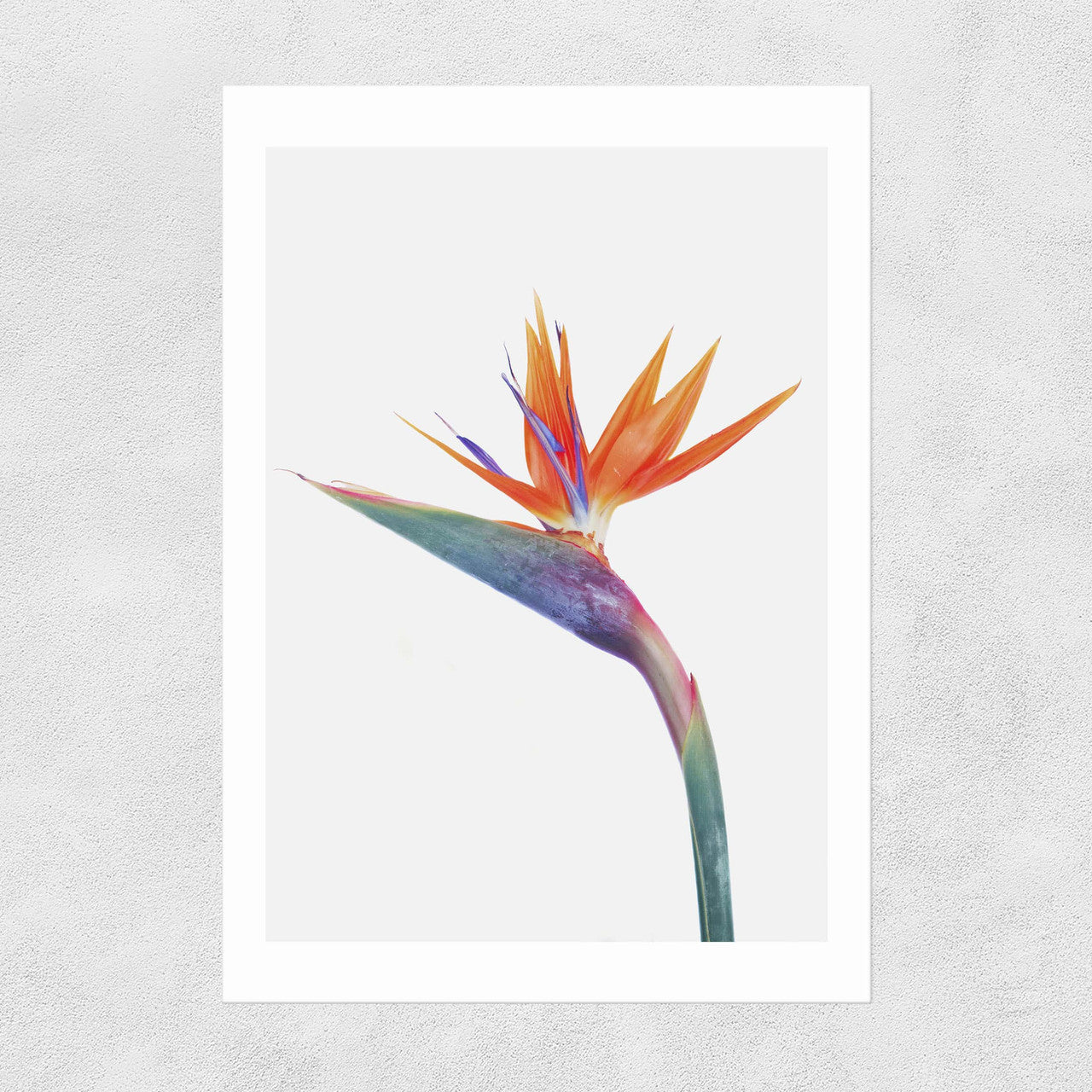 Exuberance - INSIDE HOUSE