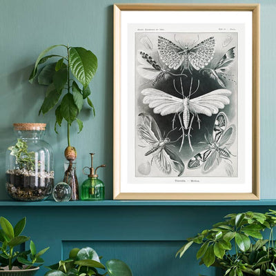 Moths Black & White Illustration Gothic Print