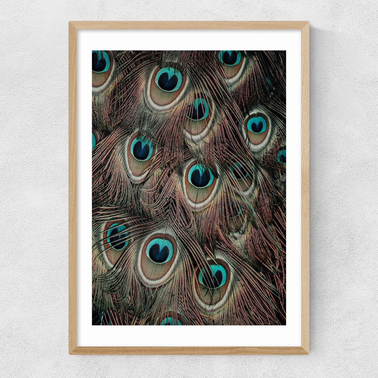 Peacock Feathers - INSIDE HOUSE