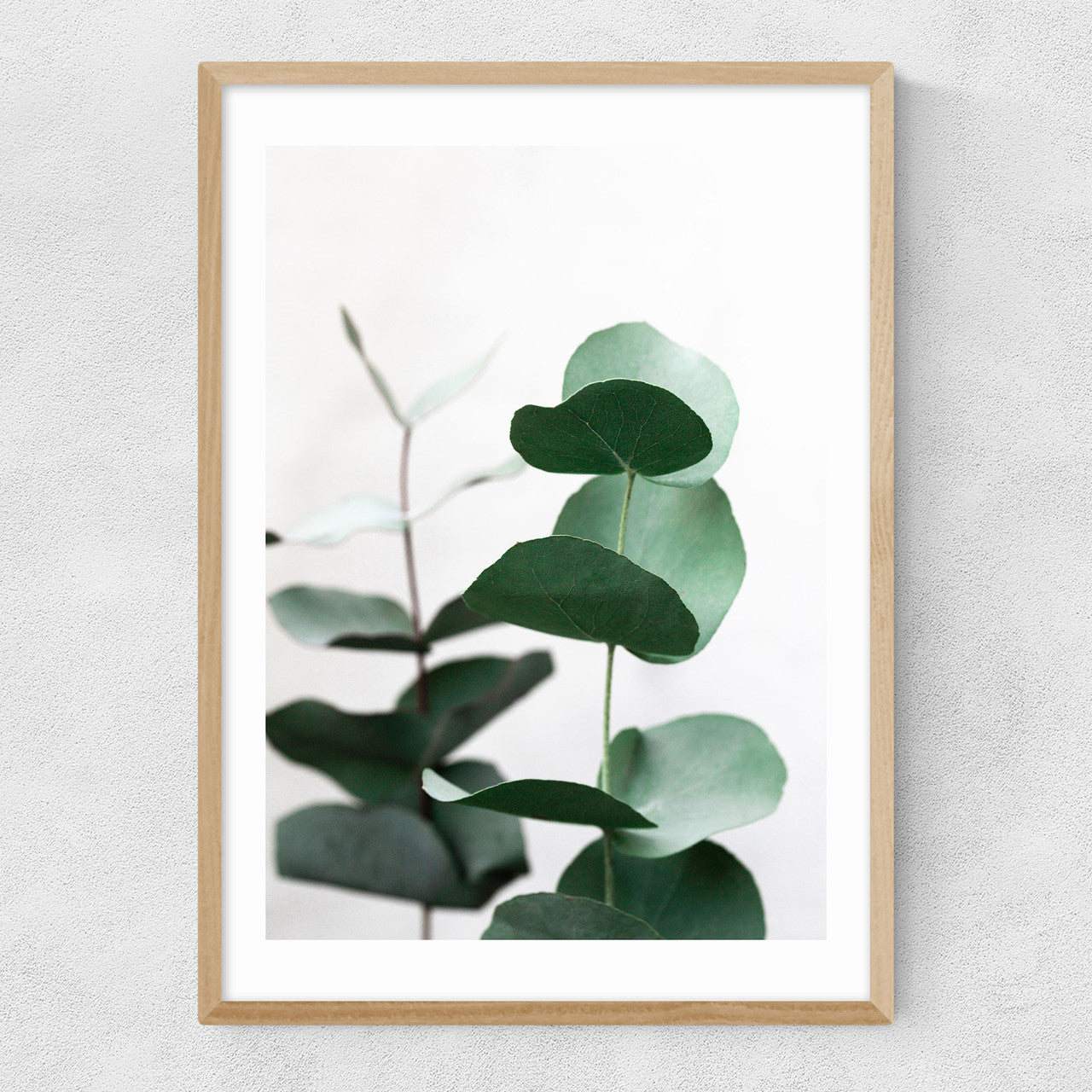 Eucalyptus 5