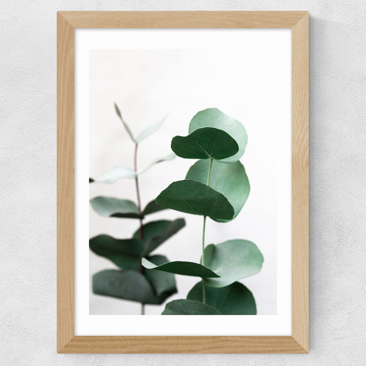 Eucalyptus 5