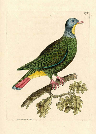 Vintage Black Capped Pigeon Bird Print
